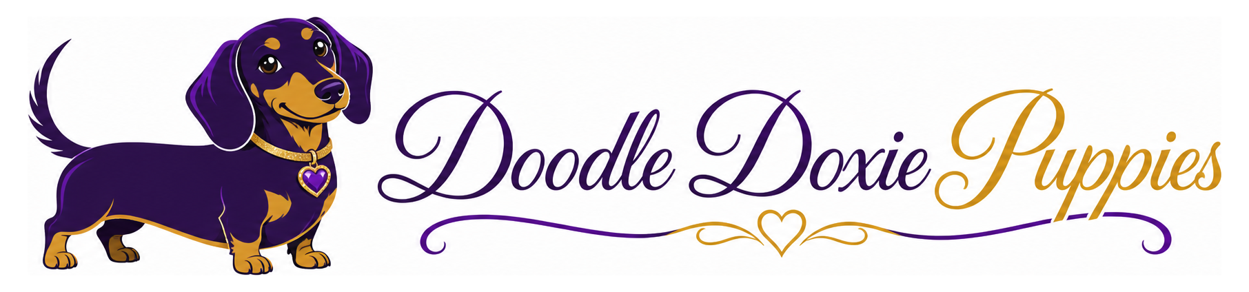 Doodle Doxie Puppies