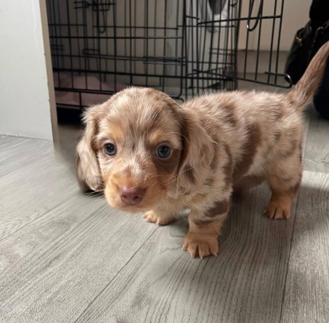 Dachshund puppy from Doodle Doxie Puppies