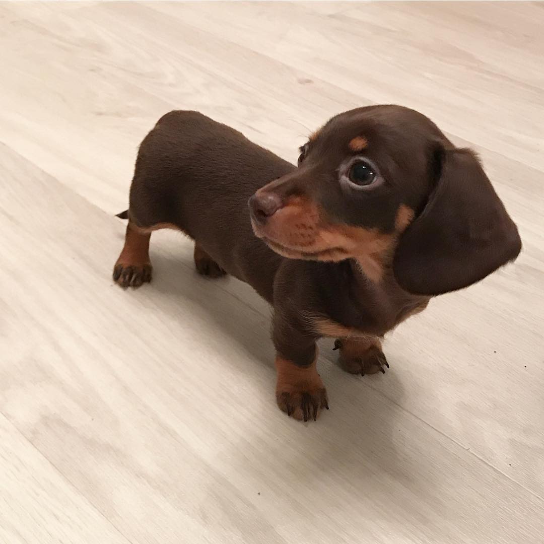 Dinky