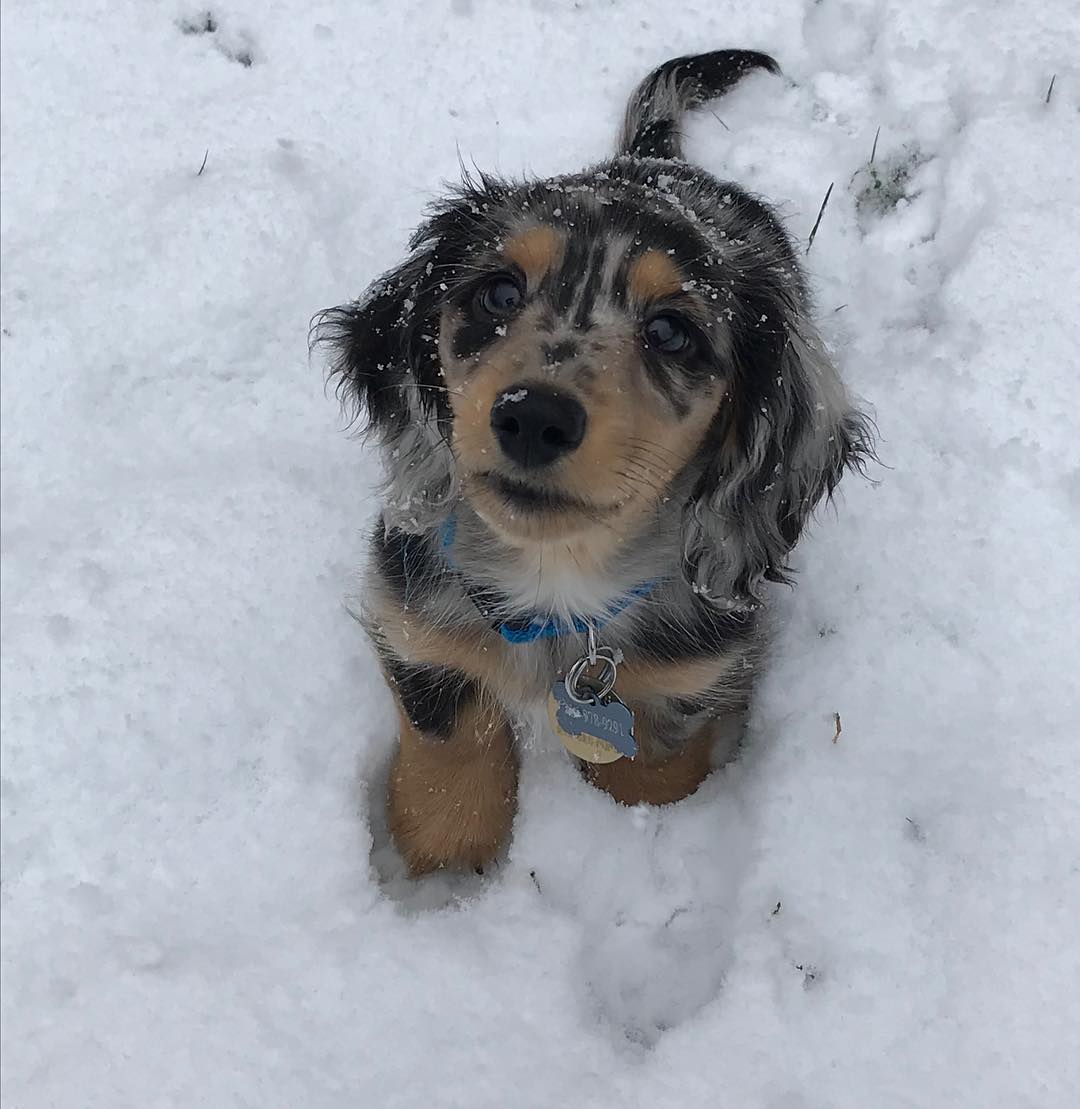 Gracie