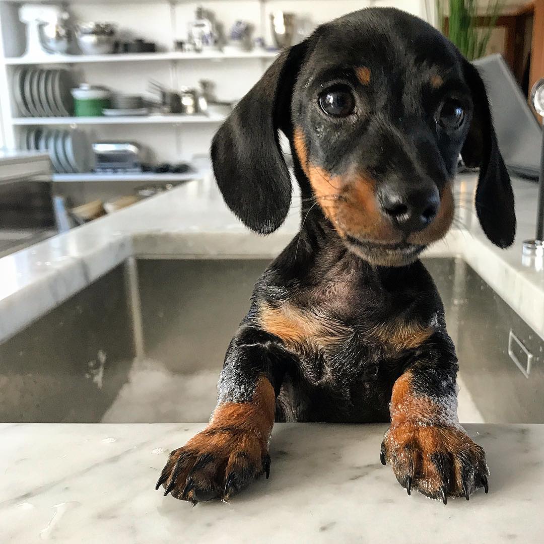Jax