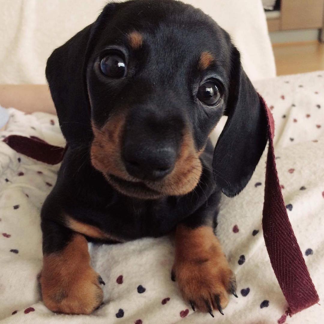 Lola