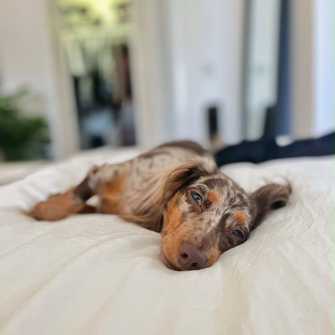Rocky